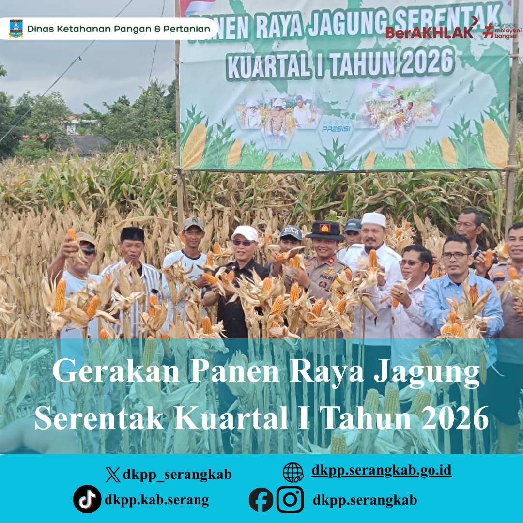 gerakan-panen-raya-jagung-serentak-kuartal-i-tahun-2026